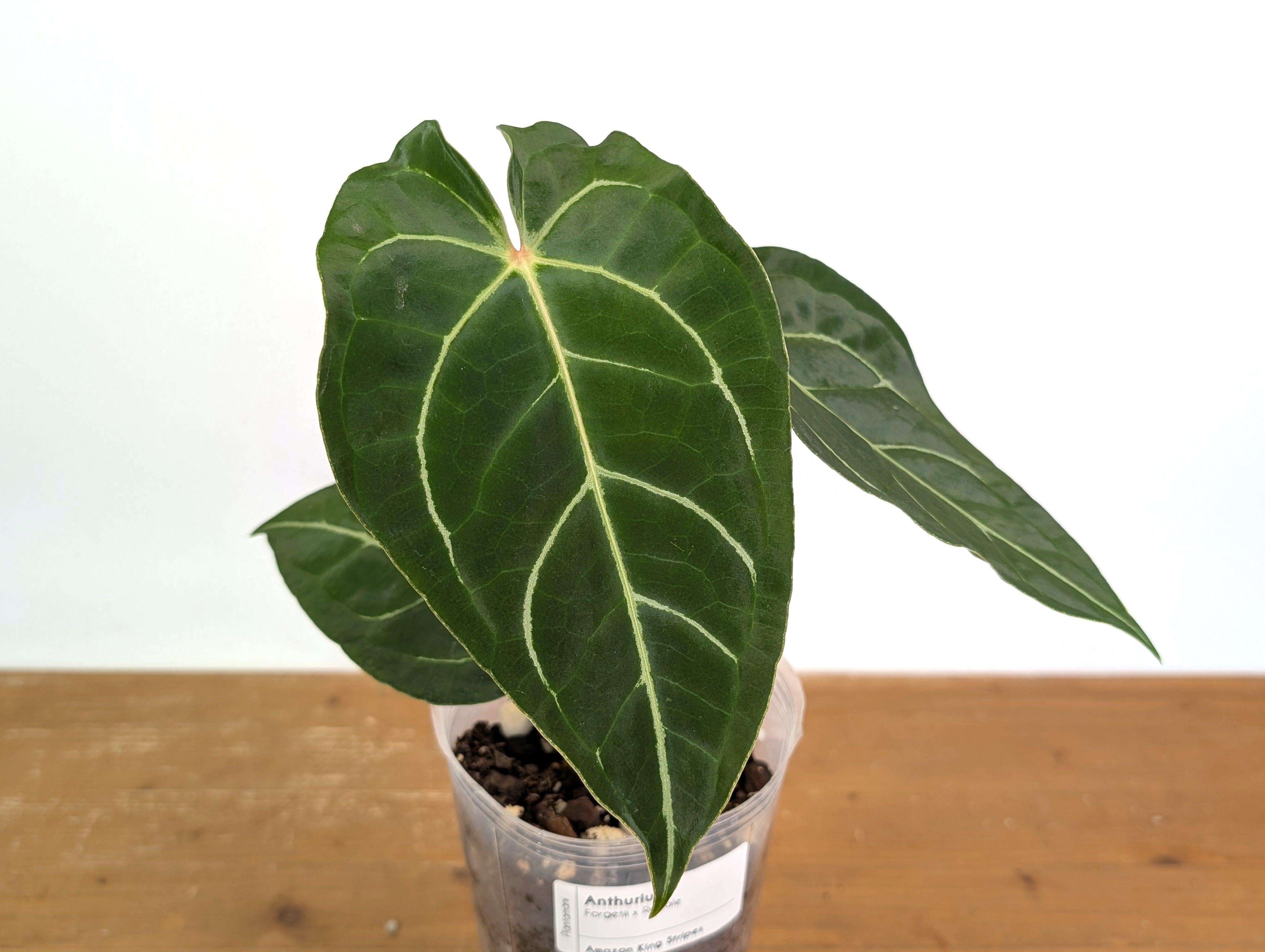 Anthurium Amazon King Stripes (Forgetii x Regale) – Plantamani Plants