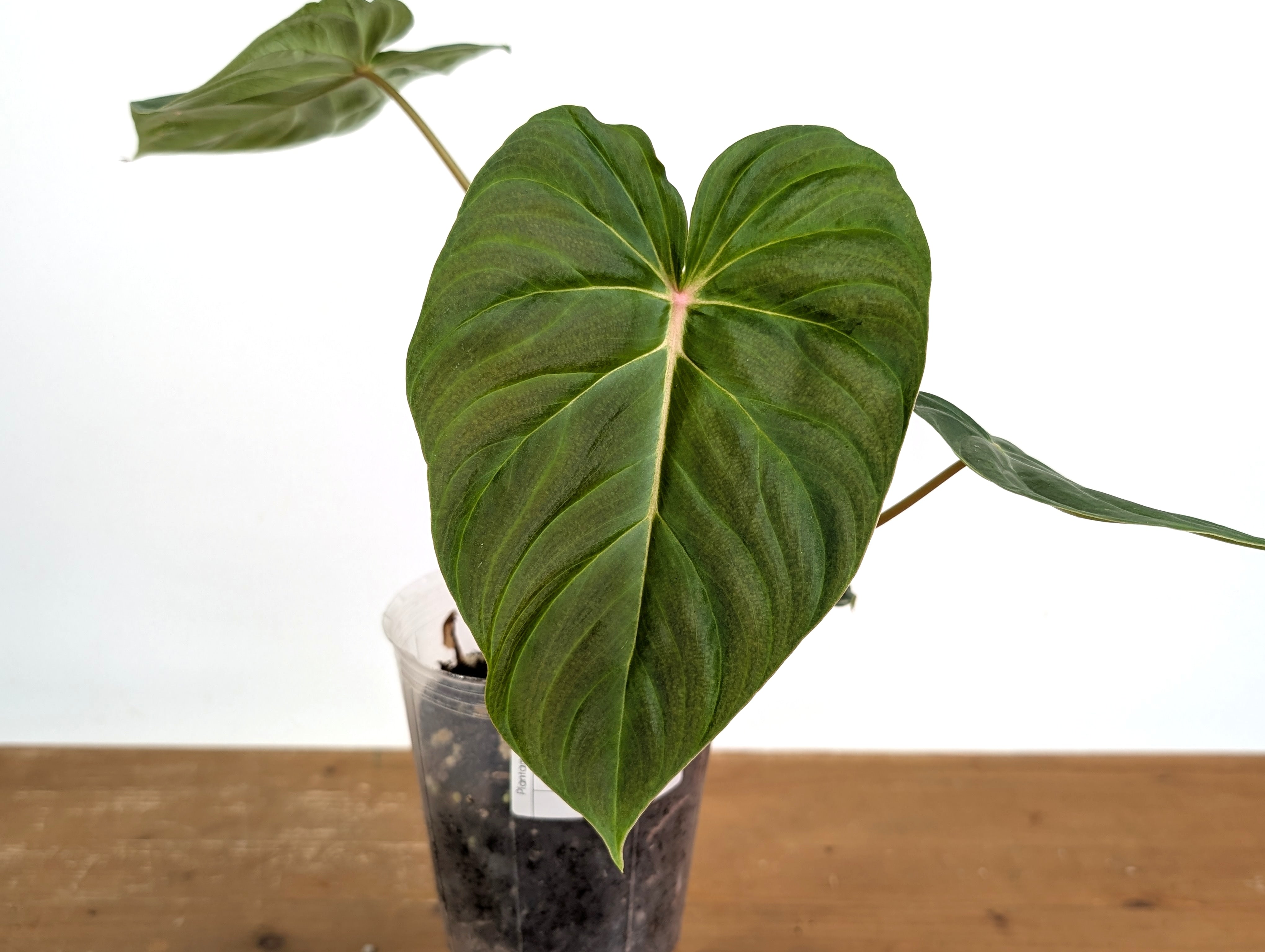 ヒノコスメ　タロコタロ☆ Philodendron Verrucosum 2 x Pastazanum – Plantamani Plants