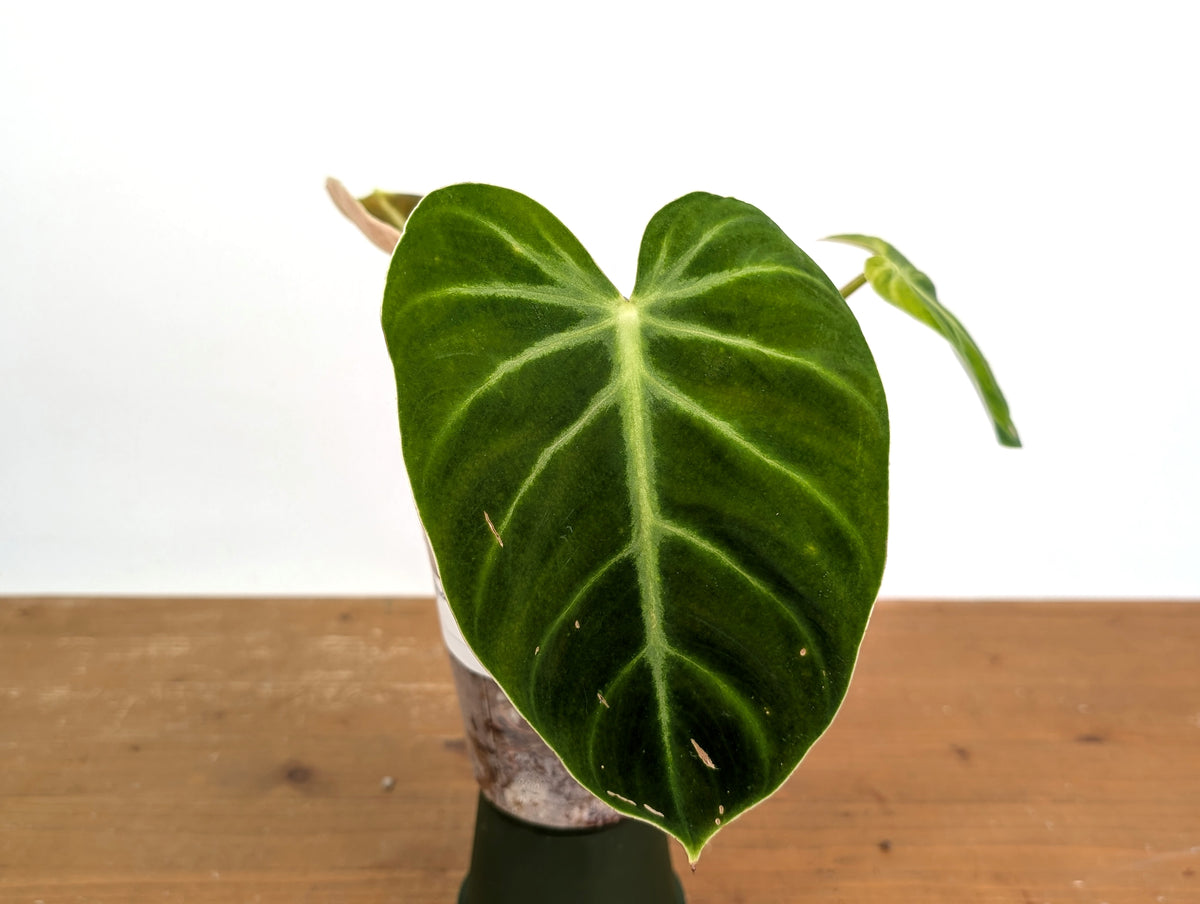 Philodendron Luxurians