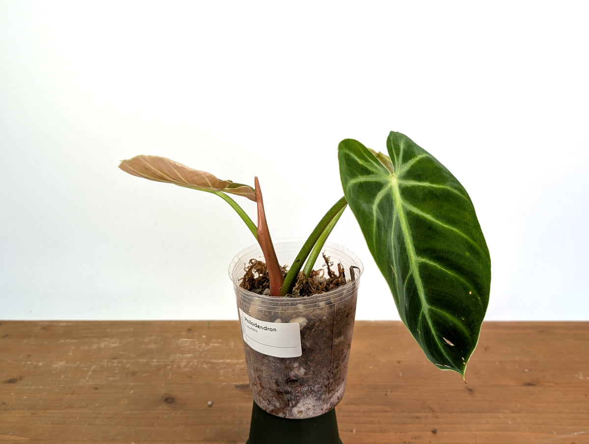 Philodendron Luxurians