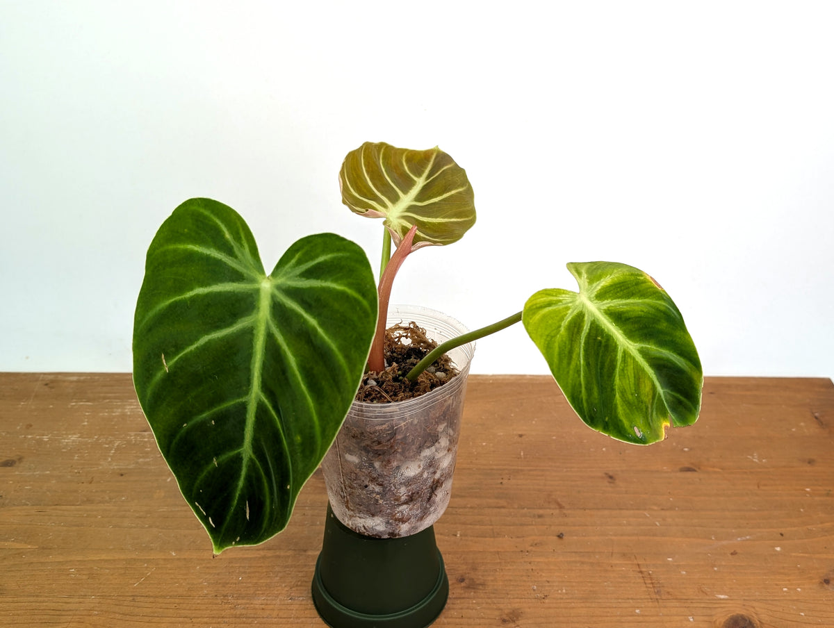 Philodendron Luxurians