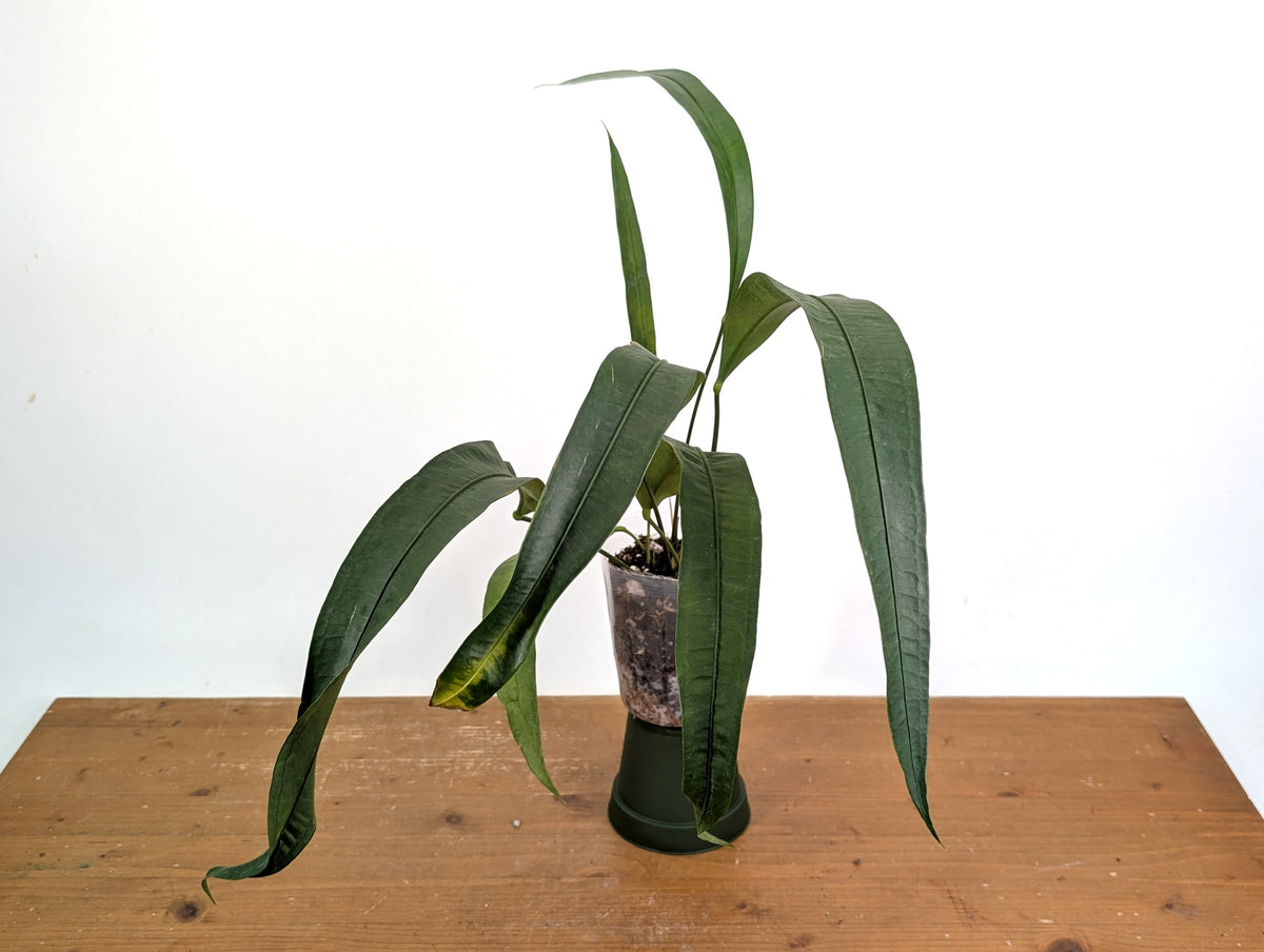 Anthurium Fornicifolium