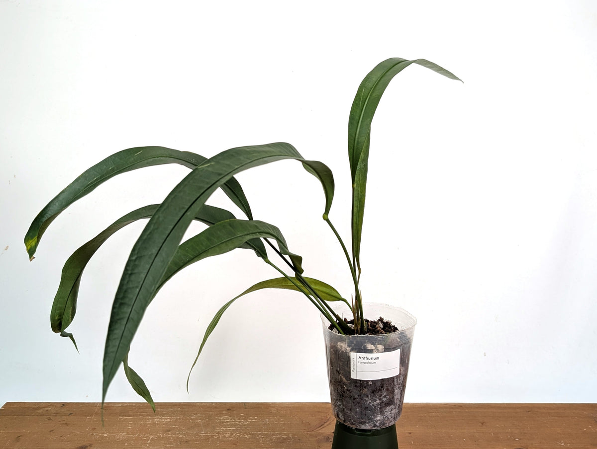 Anthurium Fornicifolium