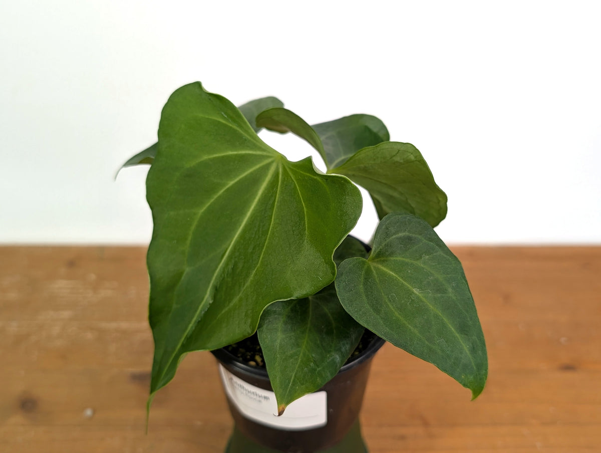 Anthurium Delta Force