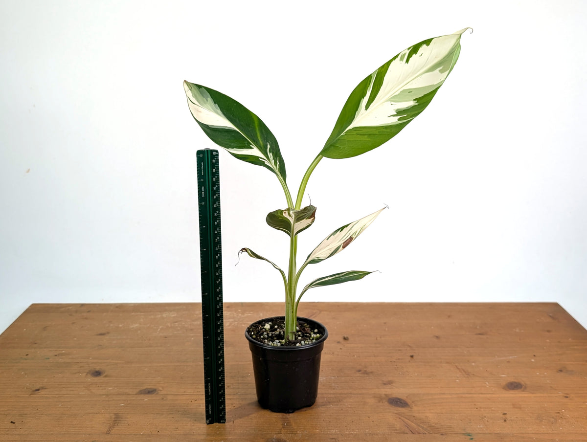 Musa × paradisiaca 'Ae Ae' Variegated Banana
