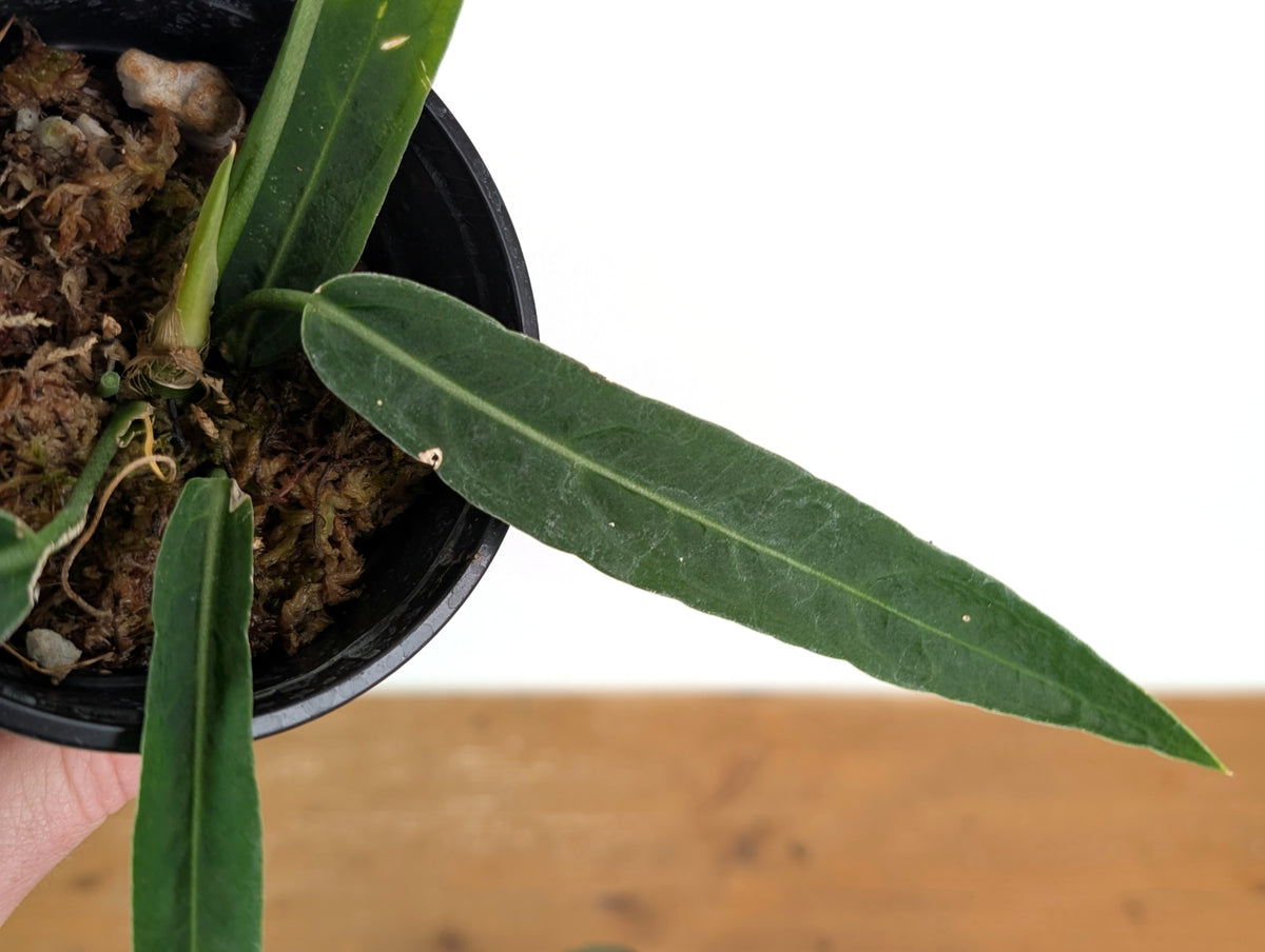 Anthurium Pallidiflorum - Narrow Prominent Ribs - Exact Plant #22B