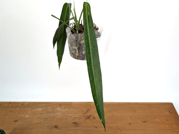 Anthurium Pallidiflorum - Narrow Dark - Exact Plant #22C
