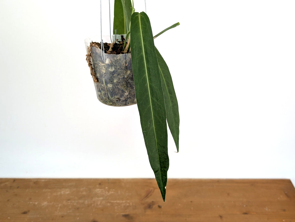 Anthurium Pallidiflorum - Narrow Dark - Exact Plant #22C