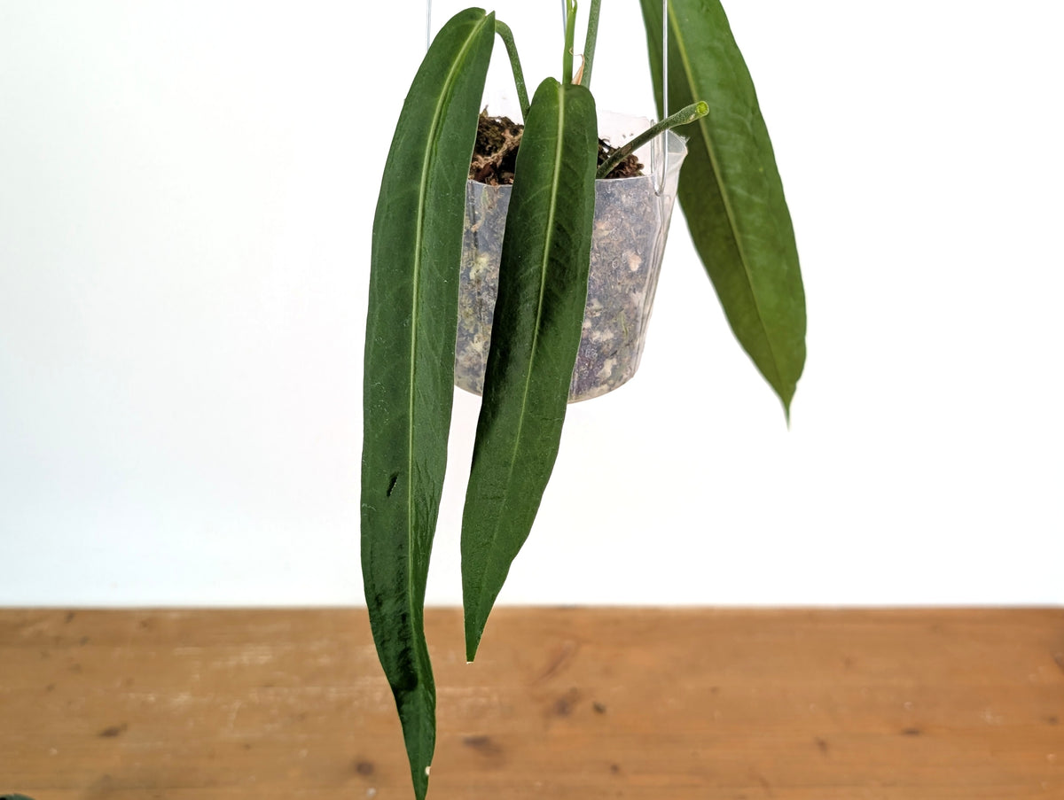 Anthurium Pallidiflorum - Narrow Dark - Exact Plant #22C