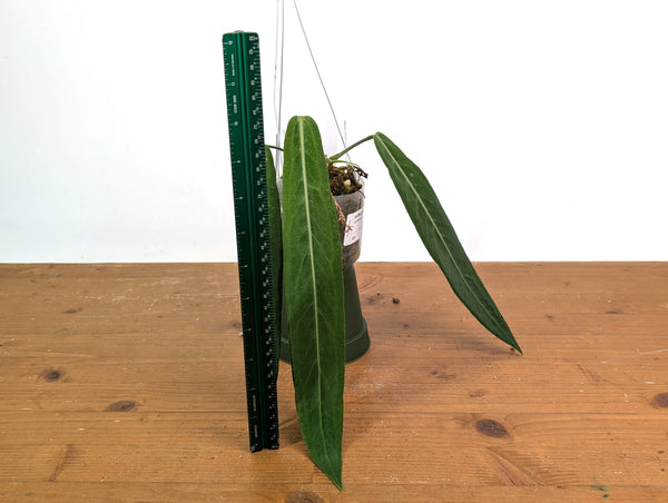 Anthurium Pallidiflorum - Narrow with Prominent Ribs - Exact Plant #22D