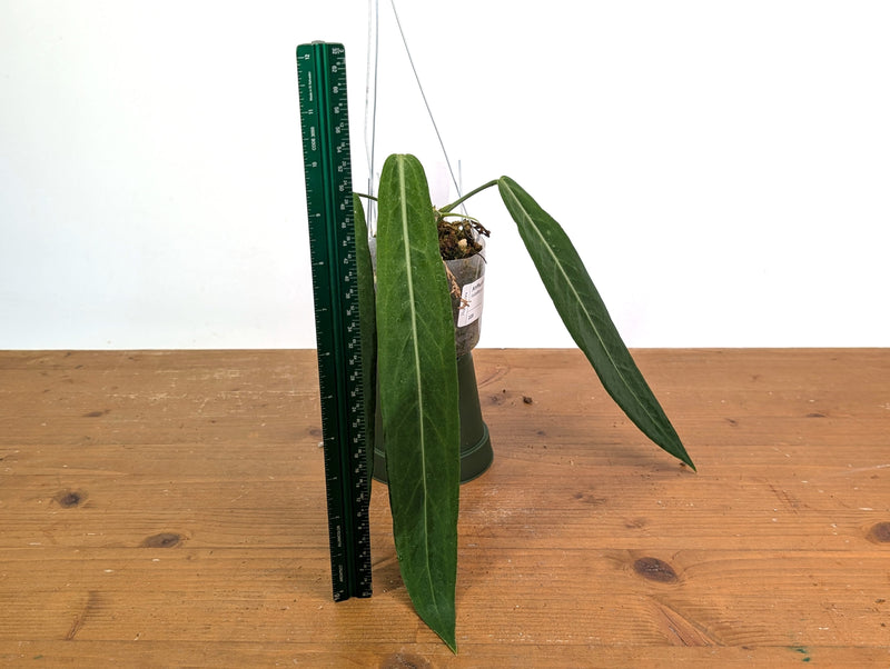 Anthurium Pallidiflorum - Narrow with Prominent Ribs - Exact Plant #22D