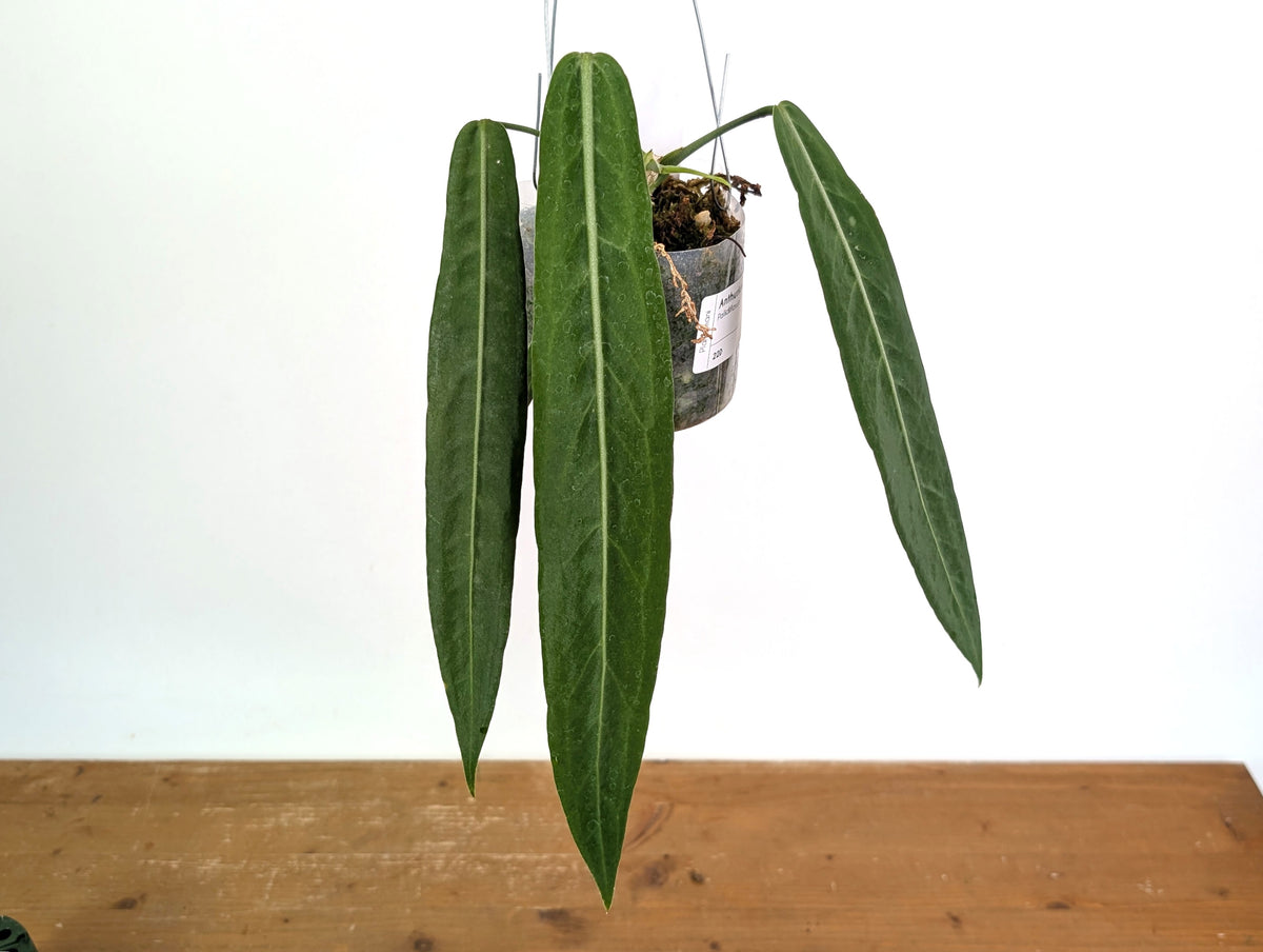 Anthurium Pallidiflorum - Narrow with Prominent Ribs - Exact Plant #22D