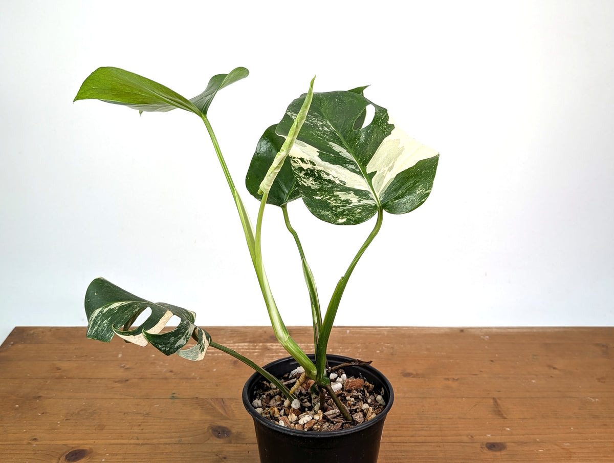 Monstera deliciosa 'Albo Variegated' - Exact Plant #24A 6 inch pot