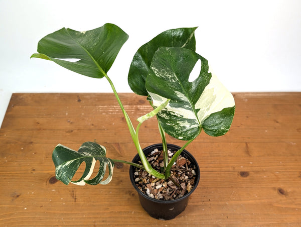 Monstera deliciosa 'Albo Variegated' - Exact Plant #24A 6 inch pot