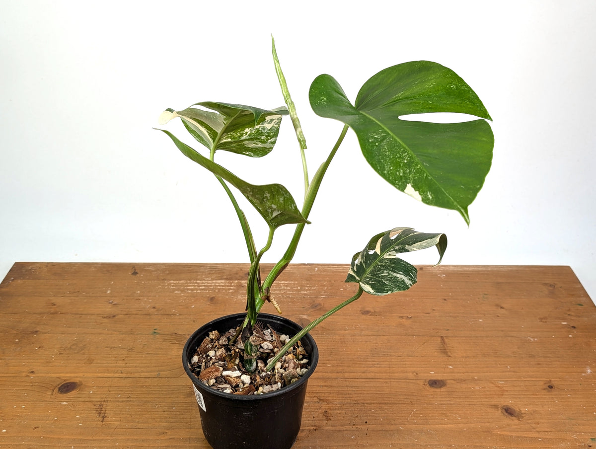 Monstera deliciosa 'Albo Variegated' - Exact Plant #24A 6 inch pot