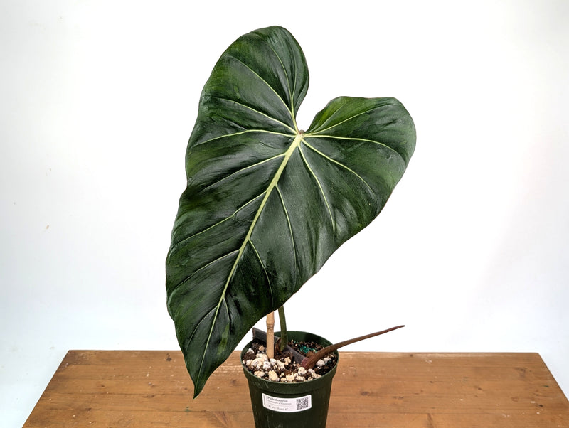 Philodendron Gloriosum x Maximum Variegated - Exact Plant #24A HUGE Leaf over 12" in 6" Pot