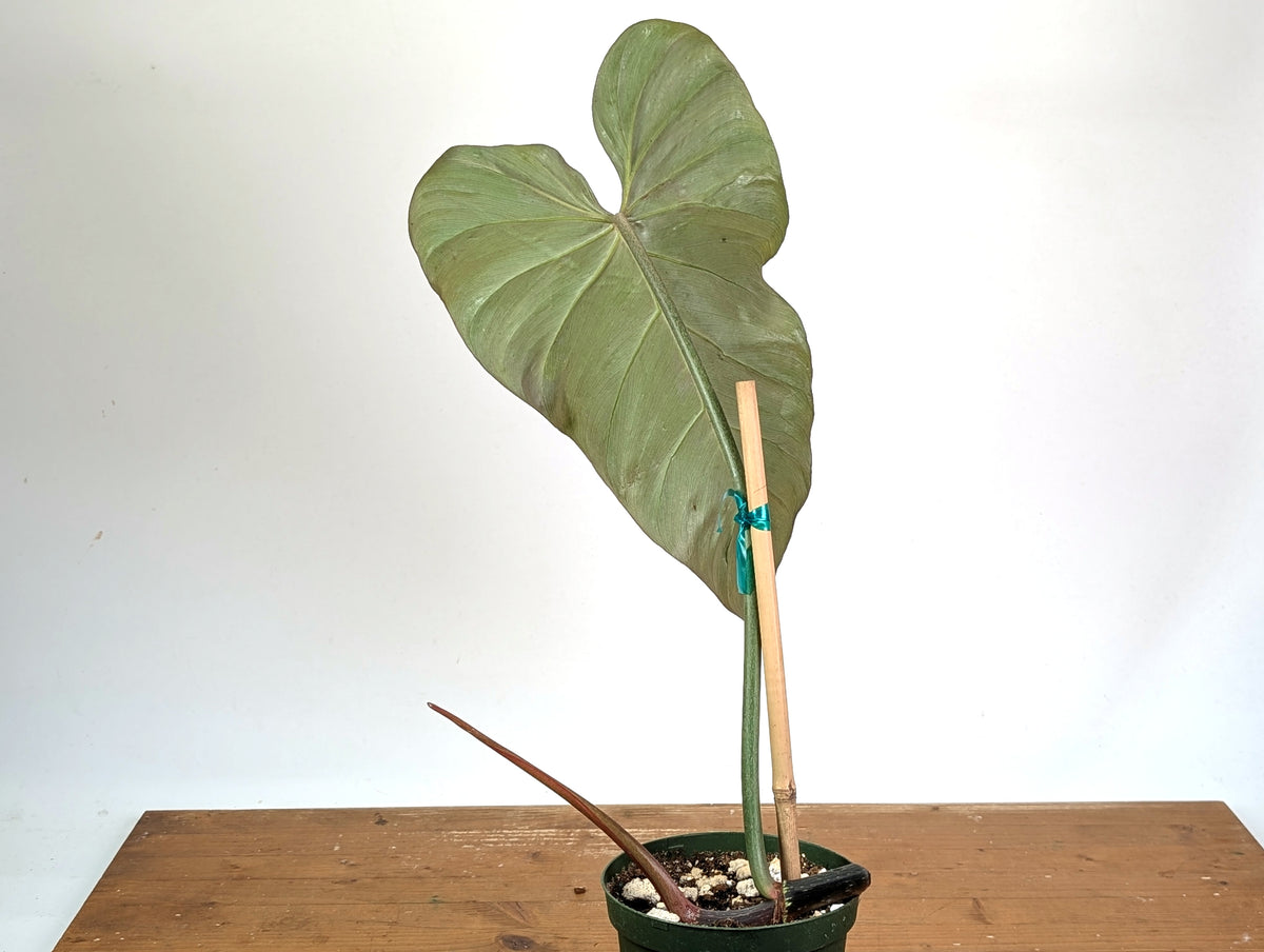 Philodendron Gloriosum x Maximum Variegated - Exact Plant #24A HUGE Leaf over 12" in 6" Pot