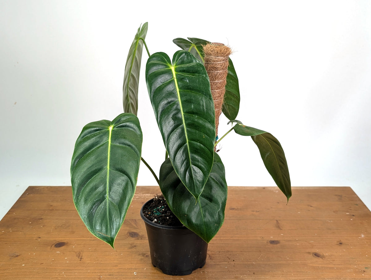 Philodendron Green Sky - Exact XL Plant in 6" Pot - #24A