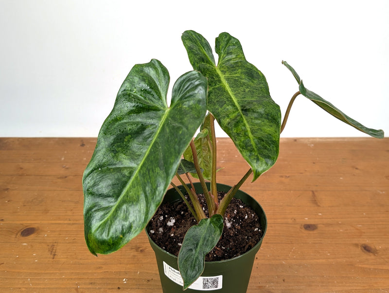Philodendron El Choco x Billietiae Variegated - Exact Plant #24A - 6 inch pot