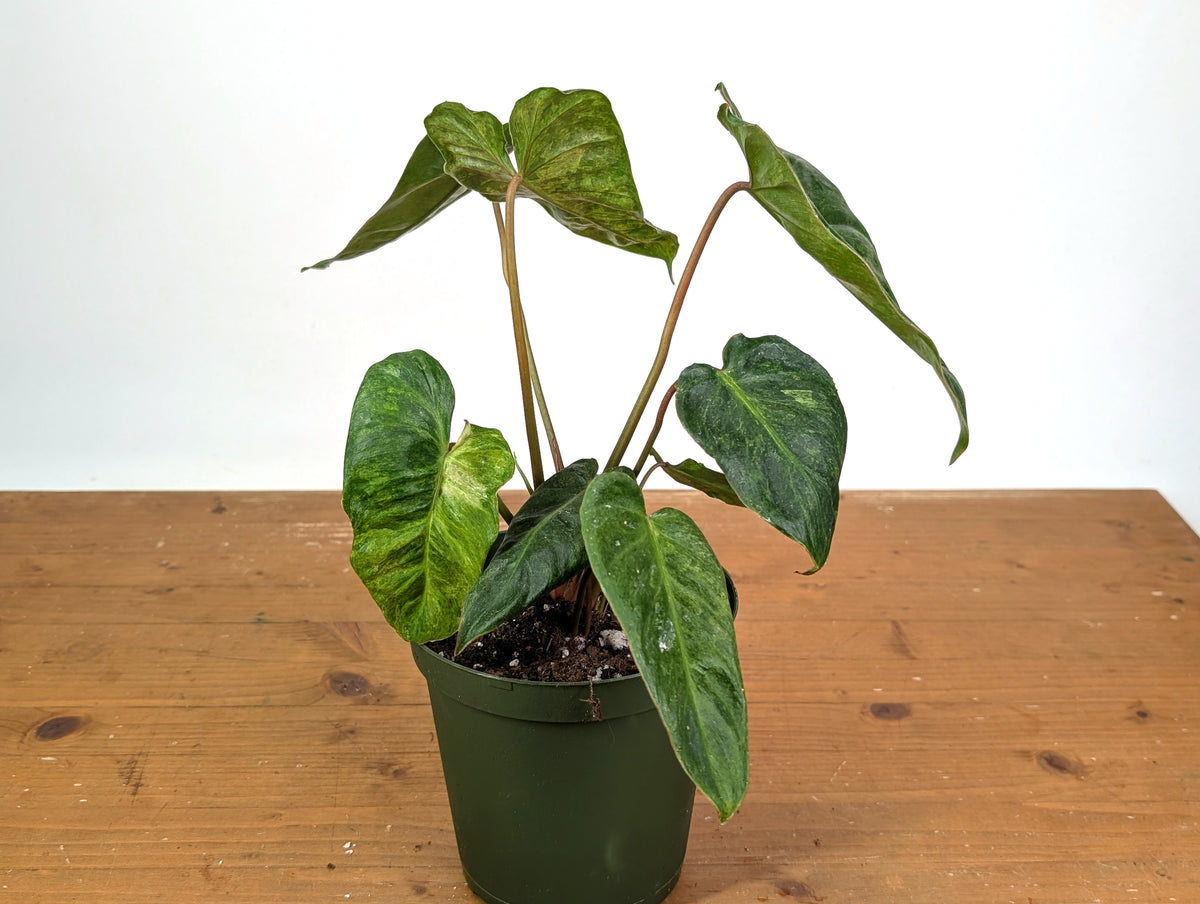 Philodendron El Choco x Billietiae Variegated - Exact Plant #24A - 6 inch pot