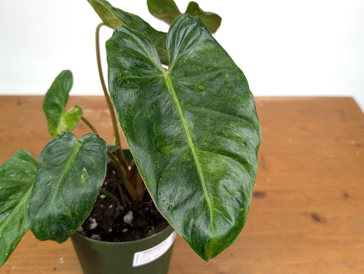 Philodendron El Choco x Billietiae Variegated - Exact Plant #24A - 6 inch pot