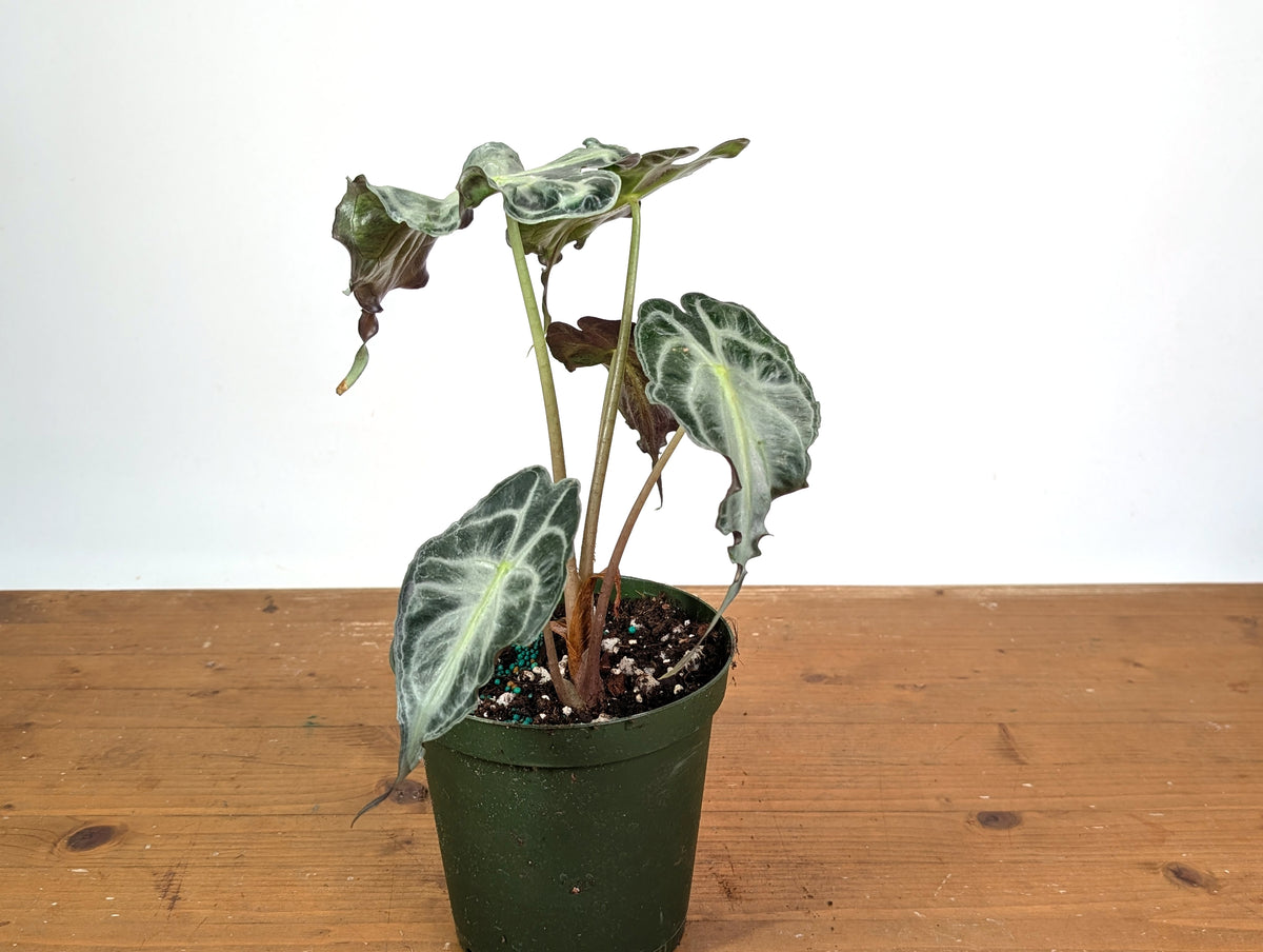 Alocasia Venom - Exact Plant in 6" Pot - #18E