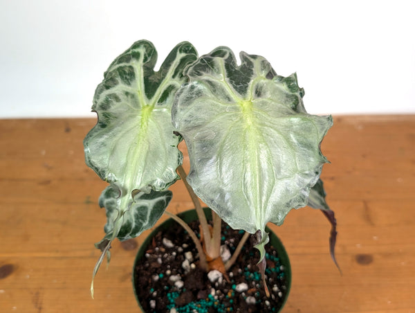 Alocasia Venom - Exact Plant in 6" Pot - #18E