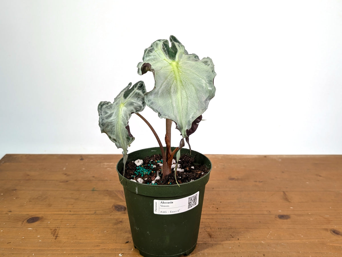 Alocasia Venom - Exact Plant in 6" Pot - #16G