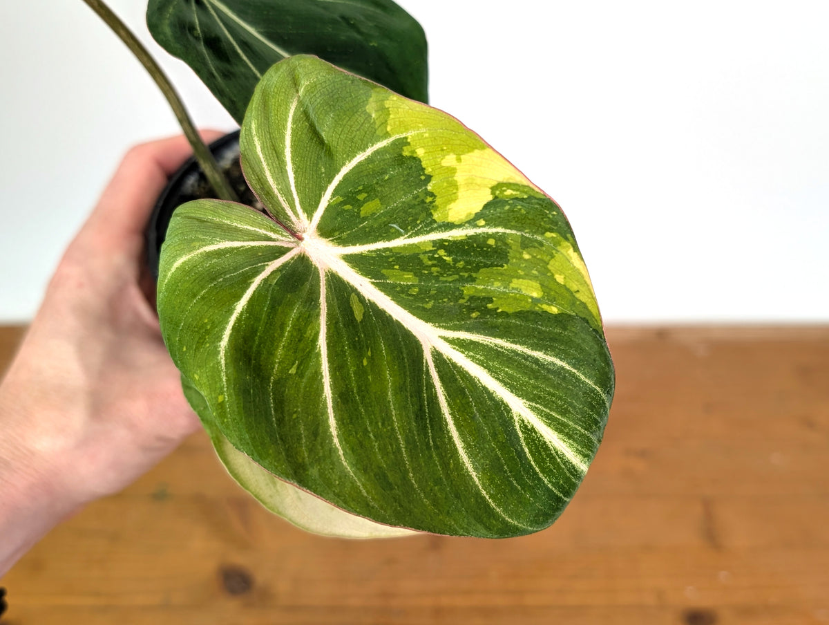 Philodendron Gloriosum Variegated (Type 2) - EXACT Plant #24C