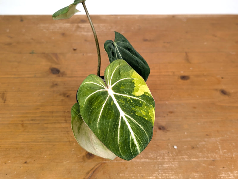 Philodendron Gloriosum Variegated (Type 2) - EXACT Plant #24C