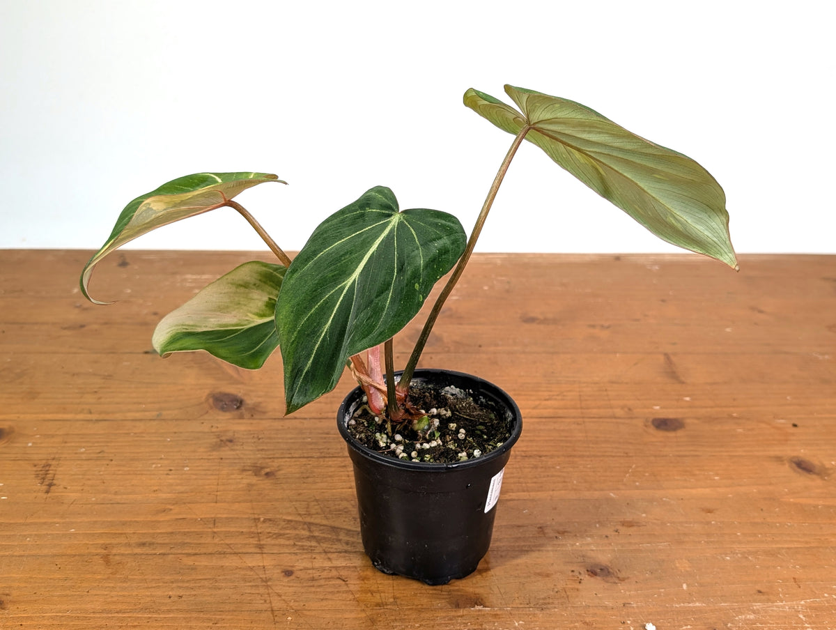 Philodendron Gloriosum Variegated (Type 2) - EXACT Plant #24C