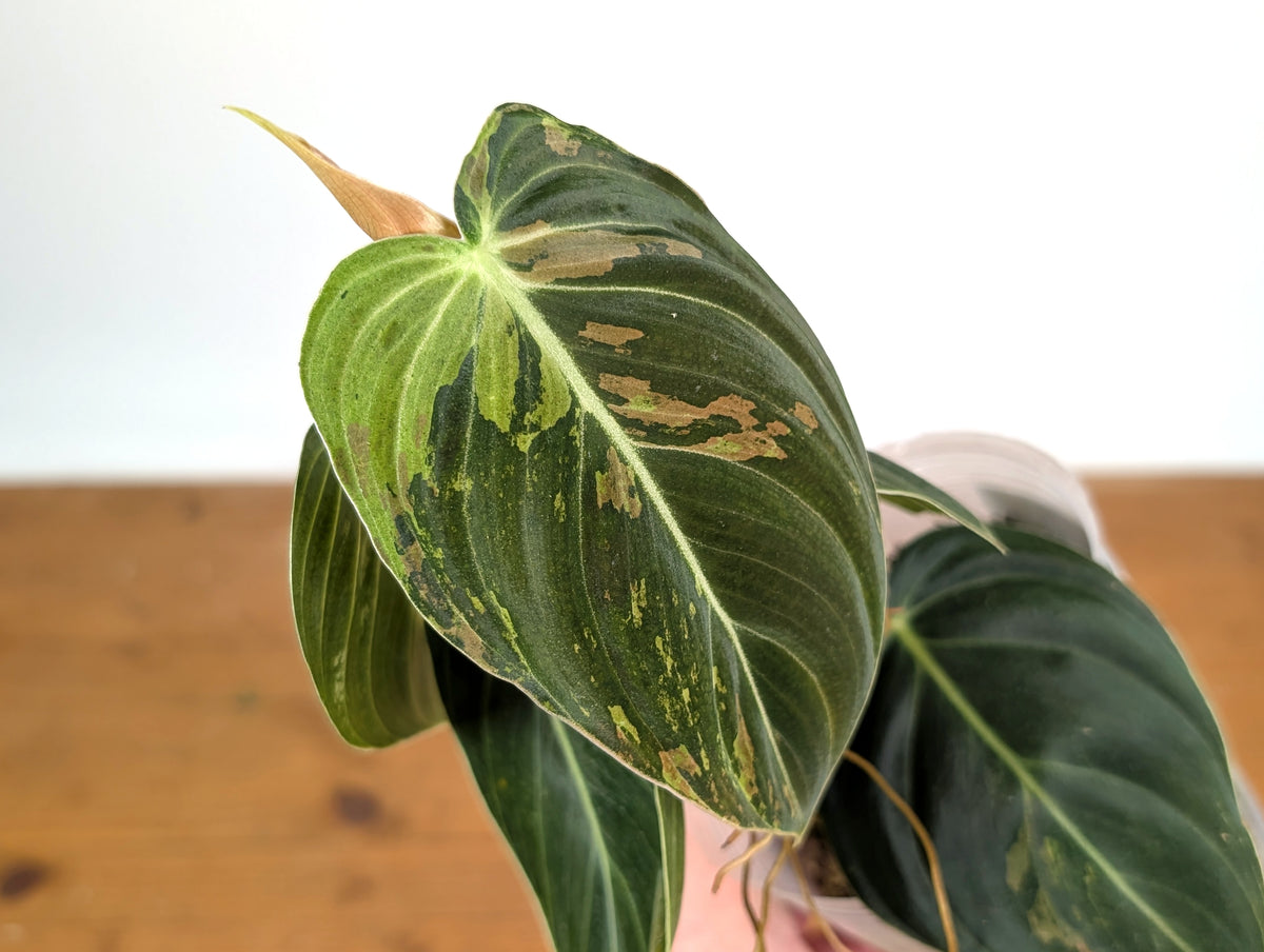 Philodendron Melanochrysum Variegated (Exact #24A) - 4" Pot