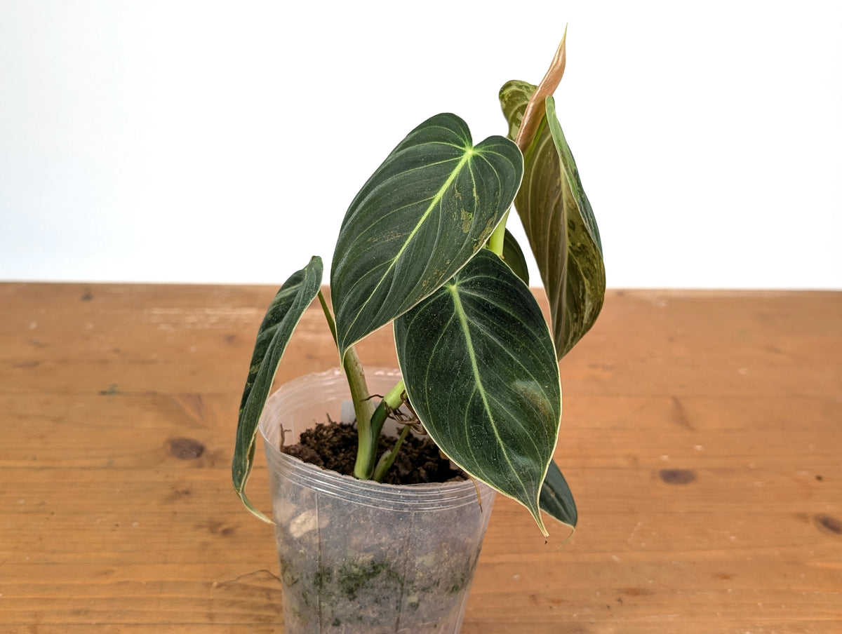 Philodendron Melanochrysum Variegated (Exact #24A) - 4" Pot