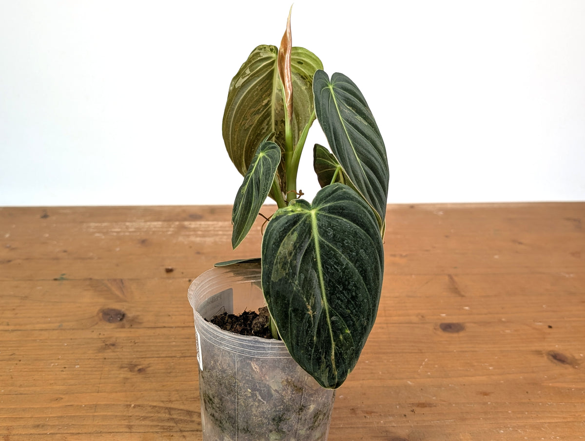 Philodendron Melanochrysum Variegated (Exact #24A) - 4" Pot