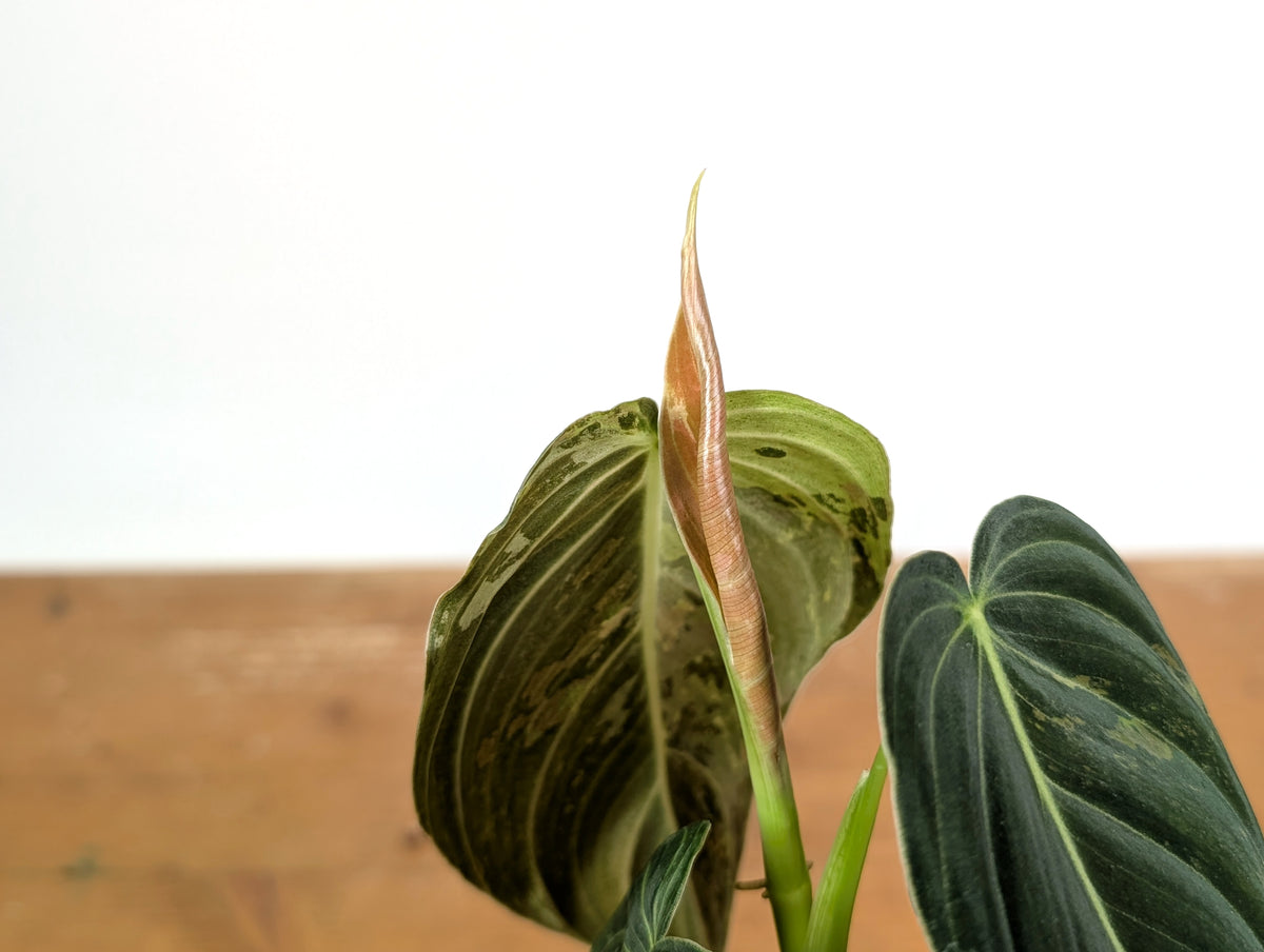 Philodendron Melanochrysum Variegated (Exact #24A) - 4" Pot