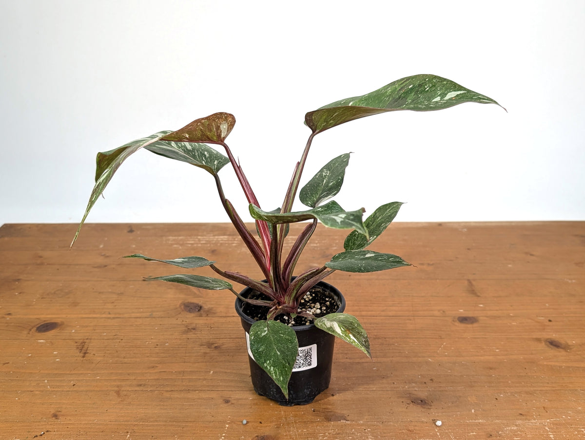 Philodendron Scarlet Princess - Exact Plant #24A in 4" Pot