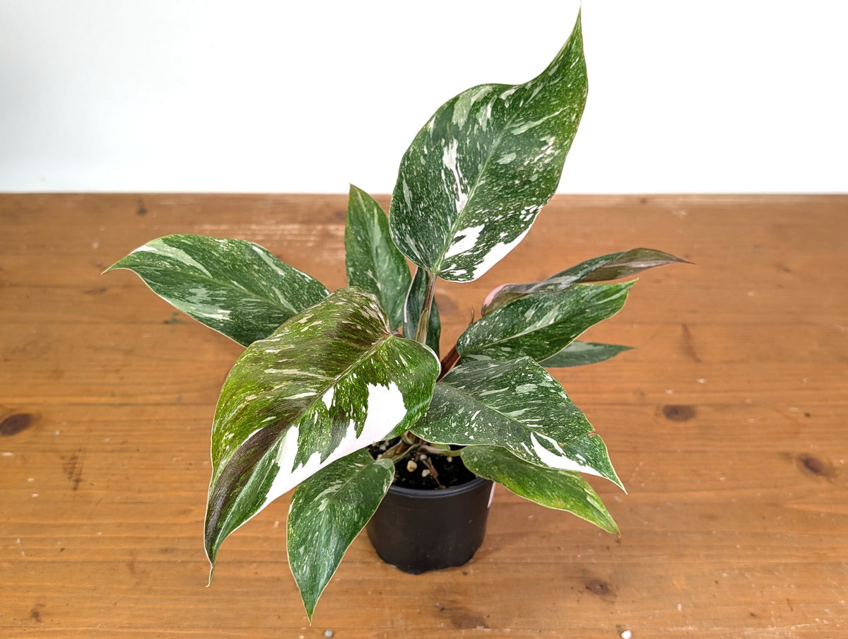 Philodendron Scarlet Princess - Exact Plant #24B in 4" Pot
