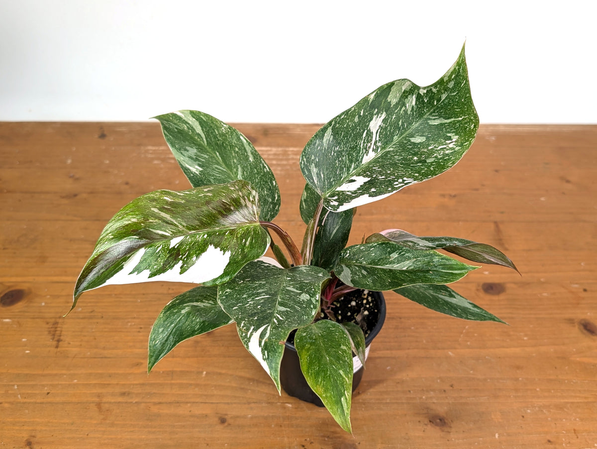 Philodendron Scarlet Princess - Exact Plant #24B in 4" Pot