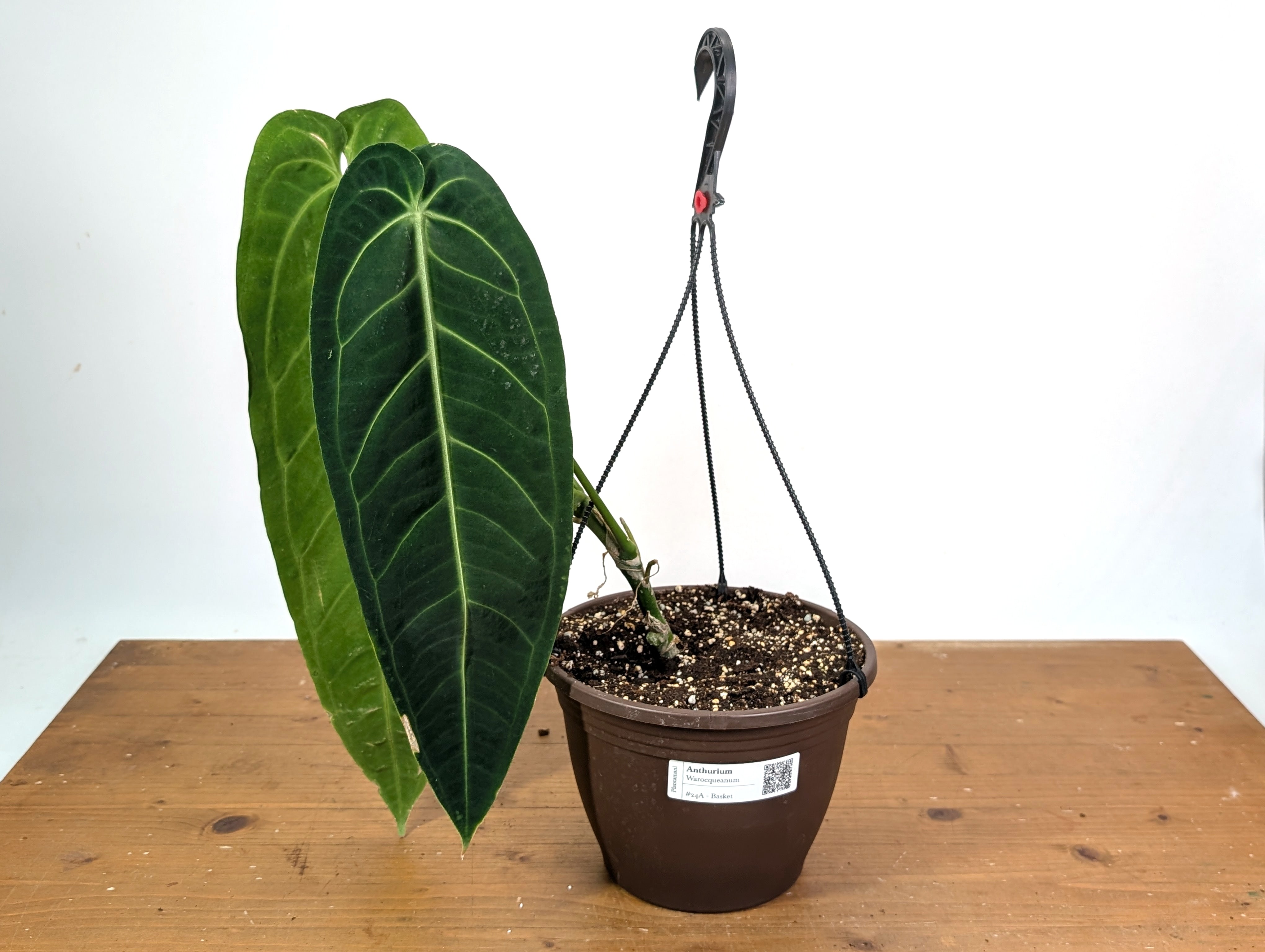 Anthurium Warocqueanum 'Queen' - Exact XL Mature Plant 8