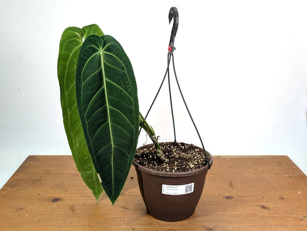 Anthurium Warocqueanum 'Queen' - Exact XL Mature Plant 8" Basket (#24A)