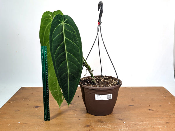 Anthurium Warocqueanum 'Queen' - Exact XL Mature Plant 8" Basket (#24A)