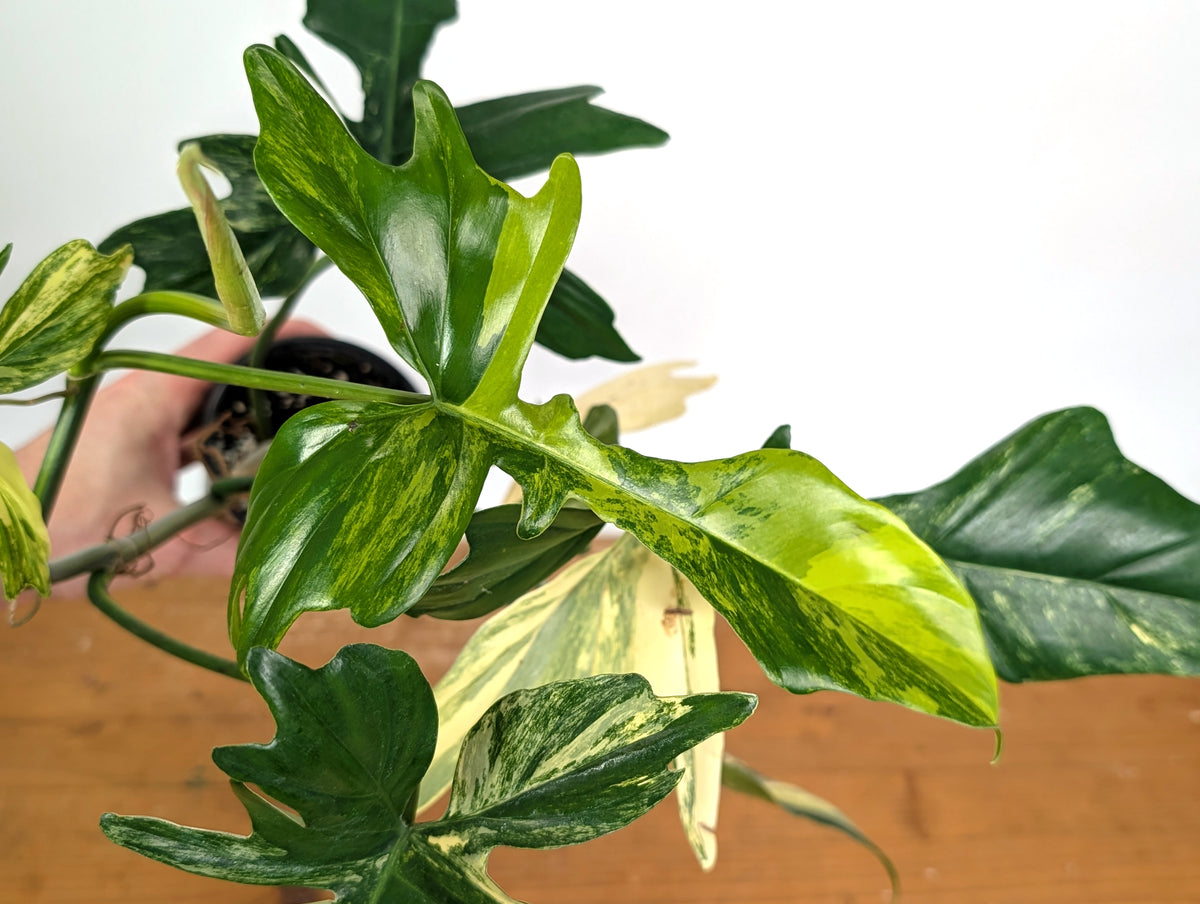 Philodendron Florida Beauty x Mayoi Variegated - Exact Plant #24A in 4" Pot