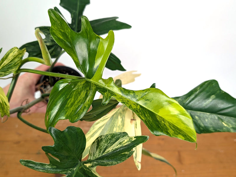 Philodendron Florida Beauty x Mayoi Variegated - Exact Plant #24A in 4" Pot