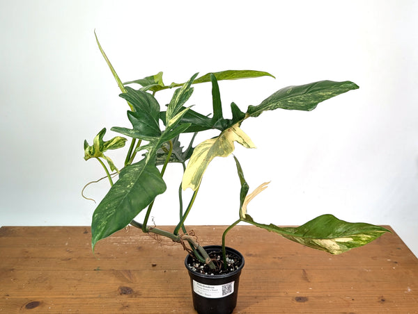 Philodendron Florida Beauty x Mayoi Variegated - Exact Plant #24A in 4" Pot