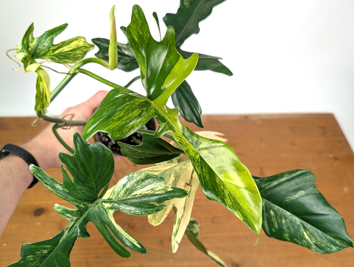 Philodendron Florida Beauty x Mayoi Variegated - Exact Plant #24A in 4" Pot