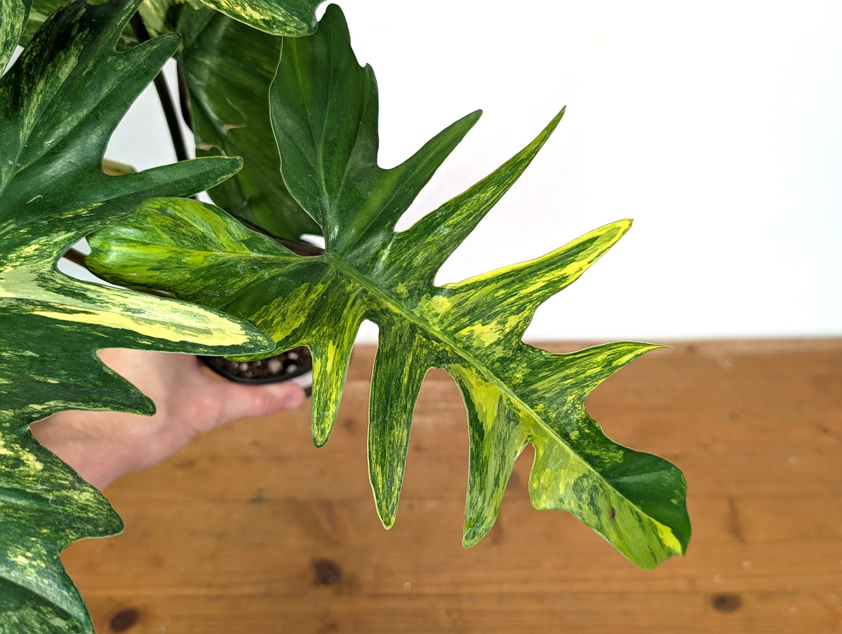 Philodendron Florida Beauty x Mayoi Variegated - Exact Plant #24B in 4" Pot