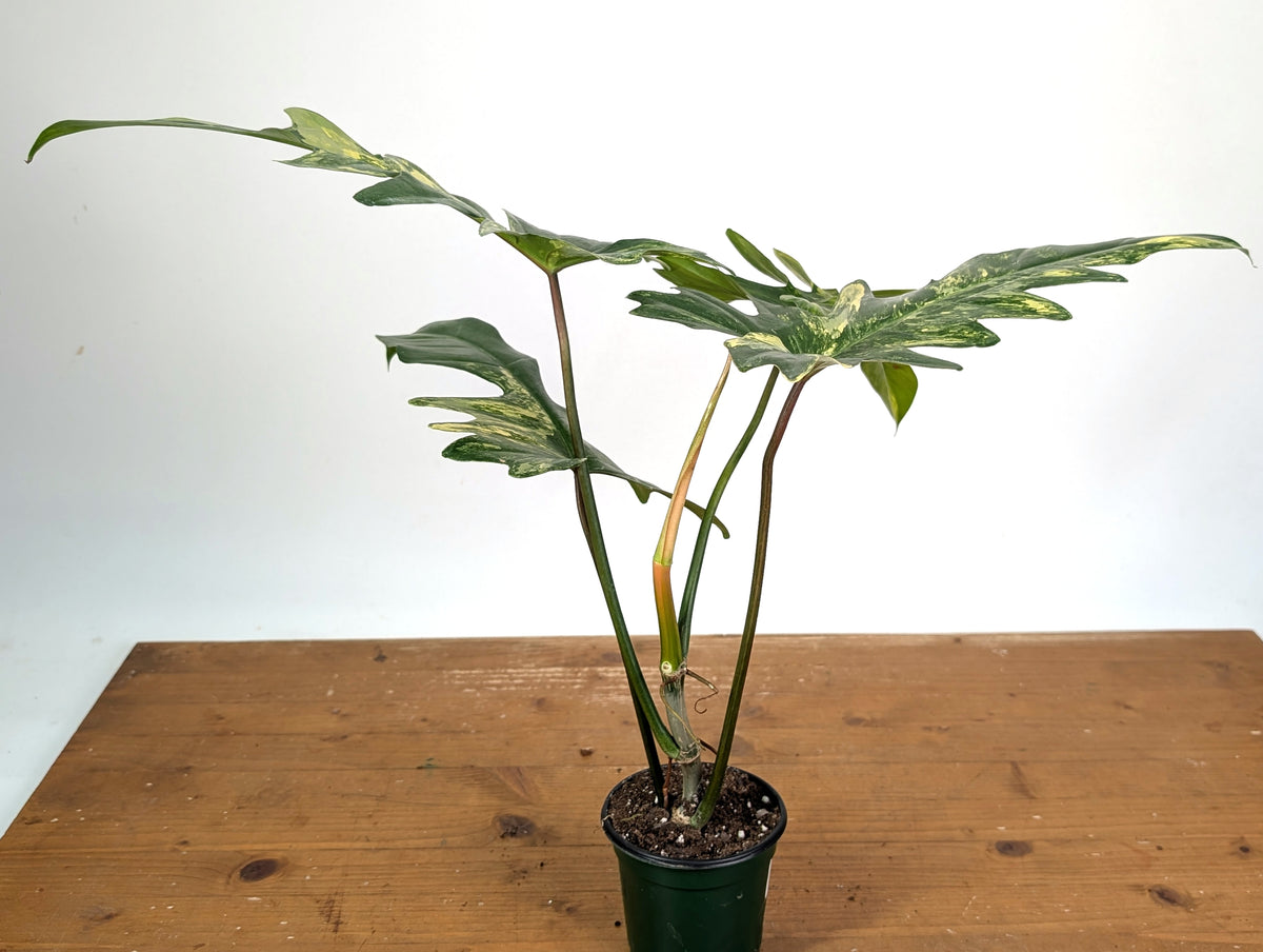 Philodendron Florida Beauty x Mayoi Variegated - Exact Plant #24B in 4" Pot