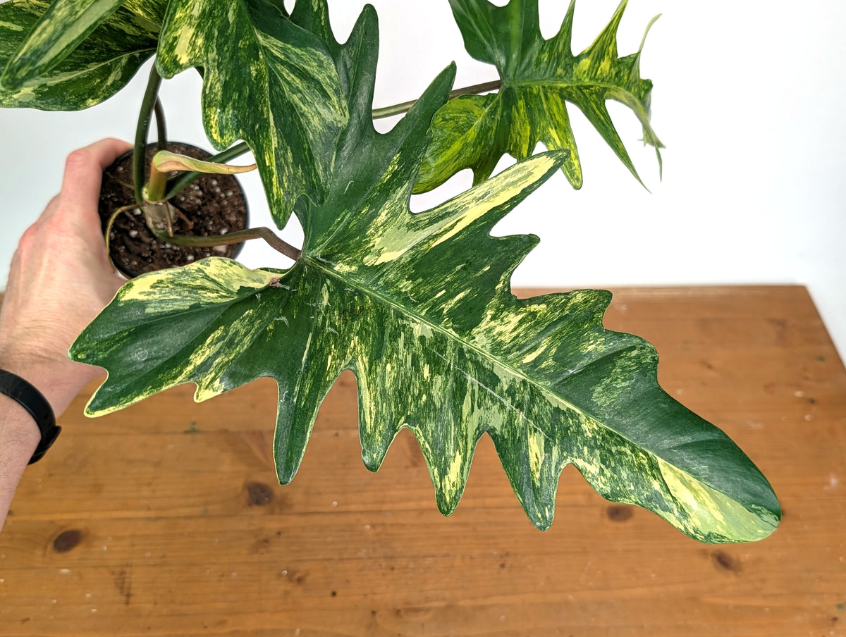 Philodendron Florida Beauty x Mayoi Variegated - Exact Plant #24B in 4" Pot