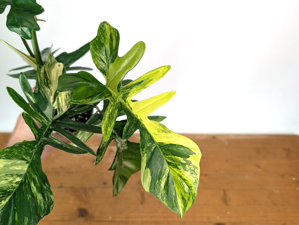 Philodendron Florida Beauty x Mayoi Variegated - Exact Plant #24C in 4" Pot