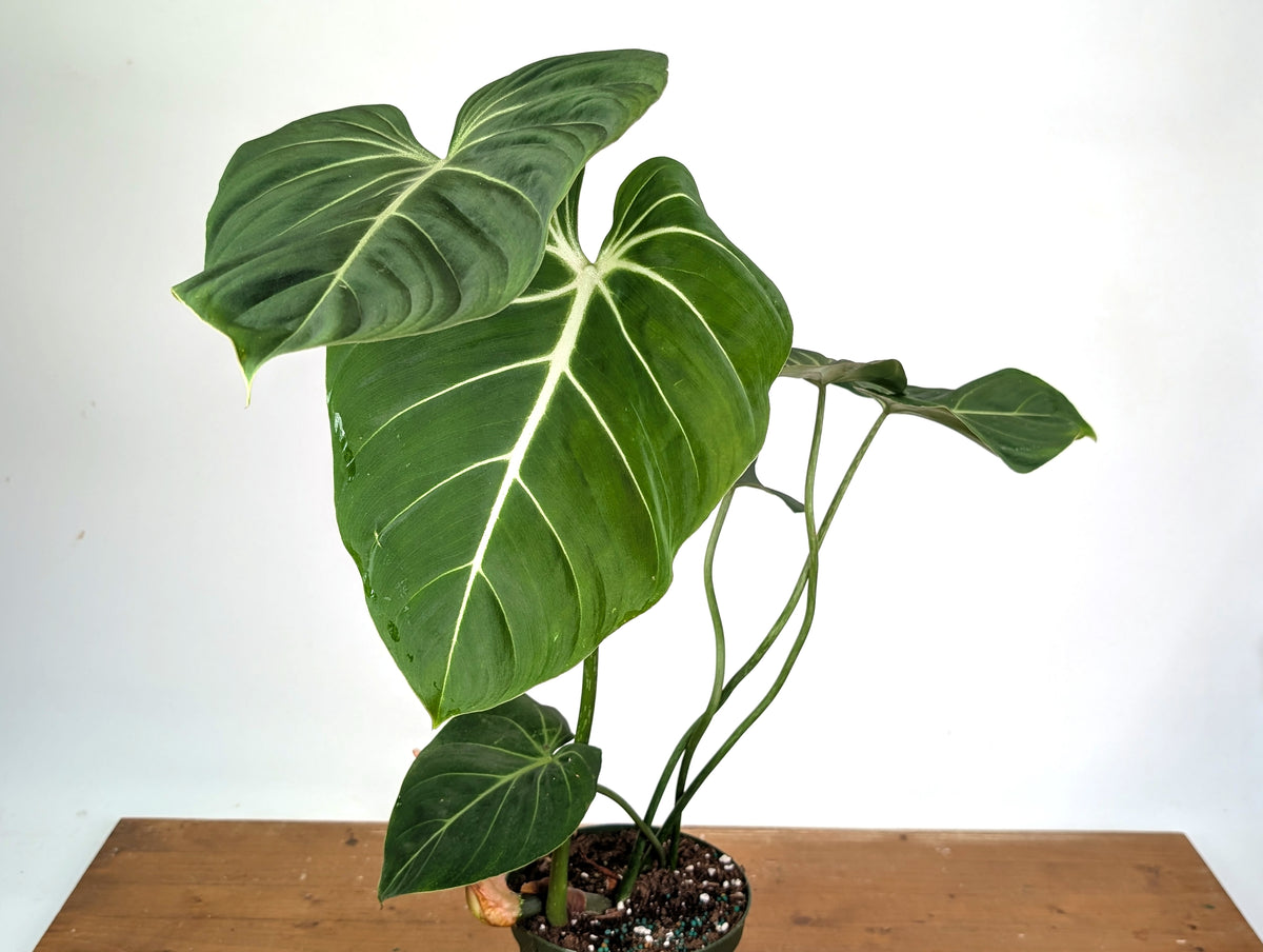 Philodendron Gloriosum Verde - Exact XL Plant in 6" Pot (#24A)